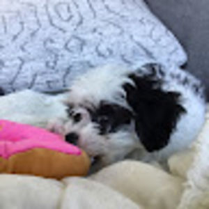 Meet your Posher, Kate